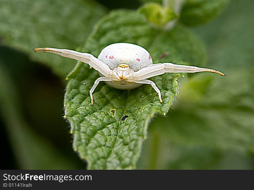 White spider waiting for his meal on a leaf