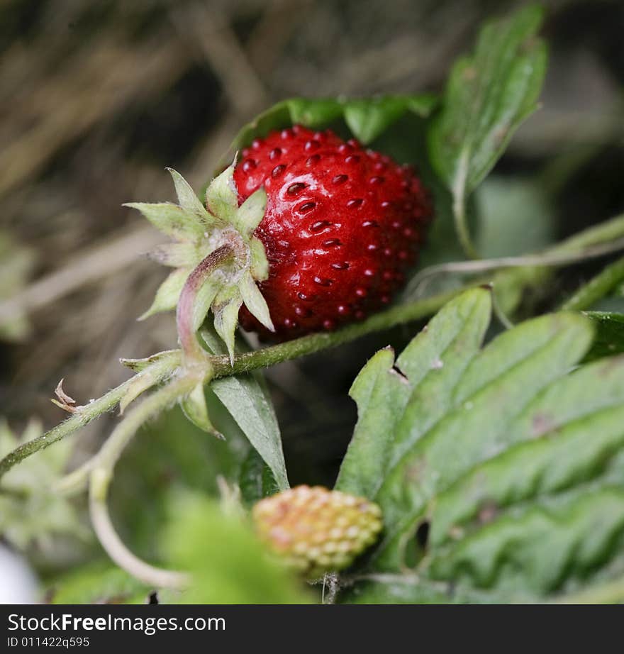 Ripe red wild strawberry in the garden. Ripe red wild strawberry in the garden