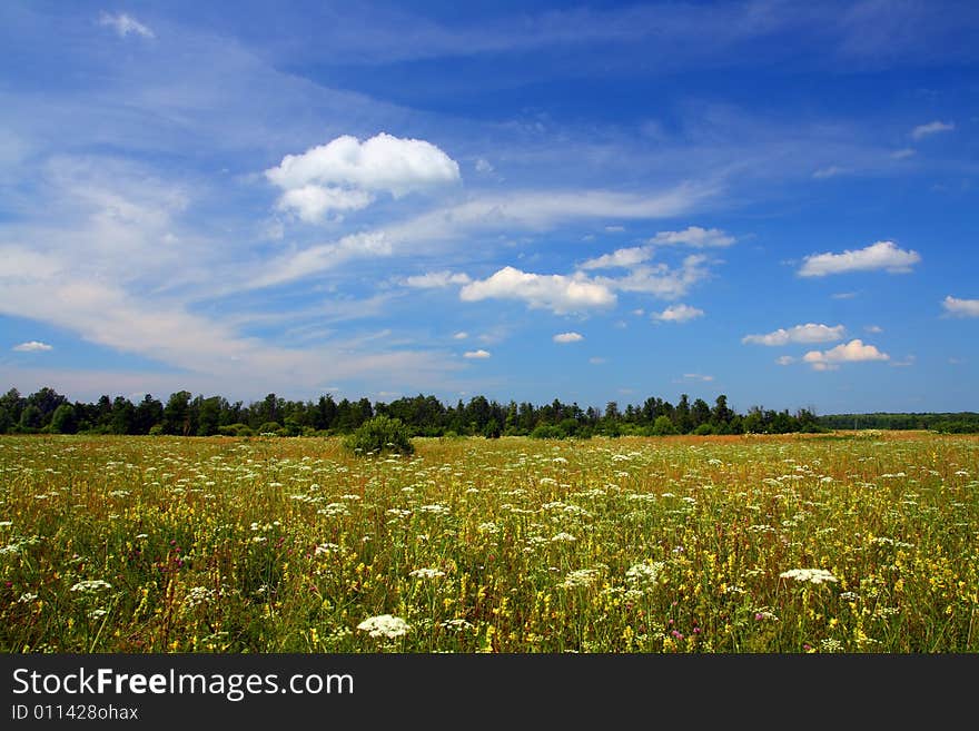 Summer Field Landscape