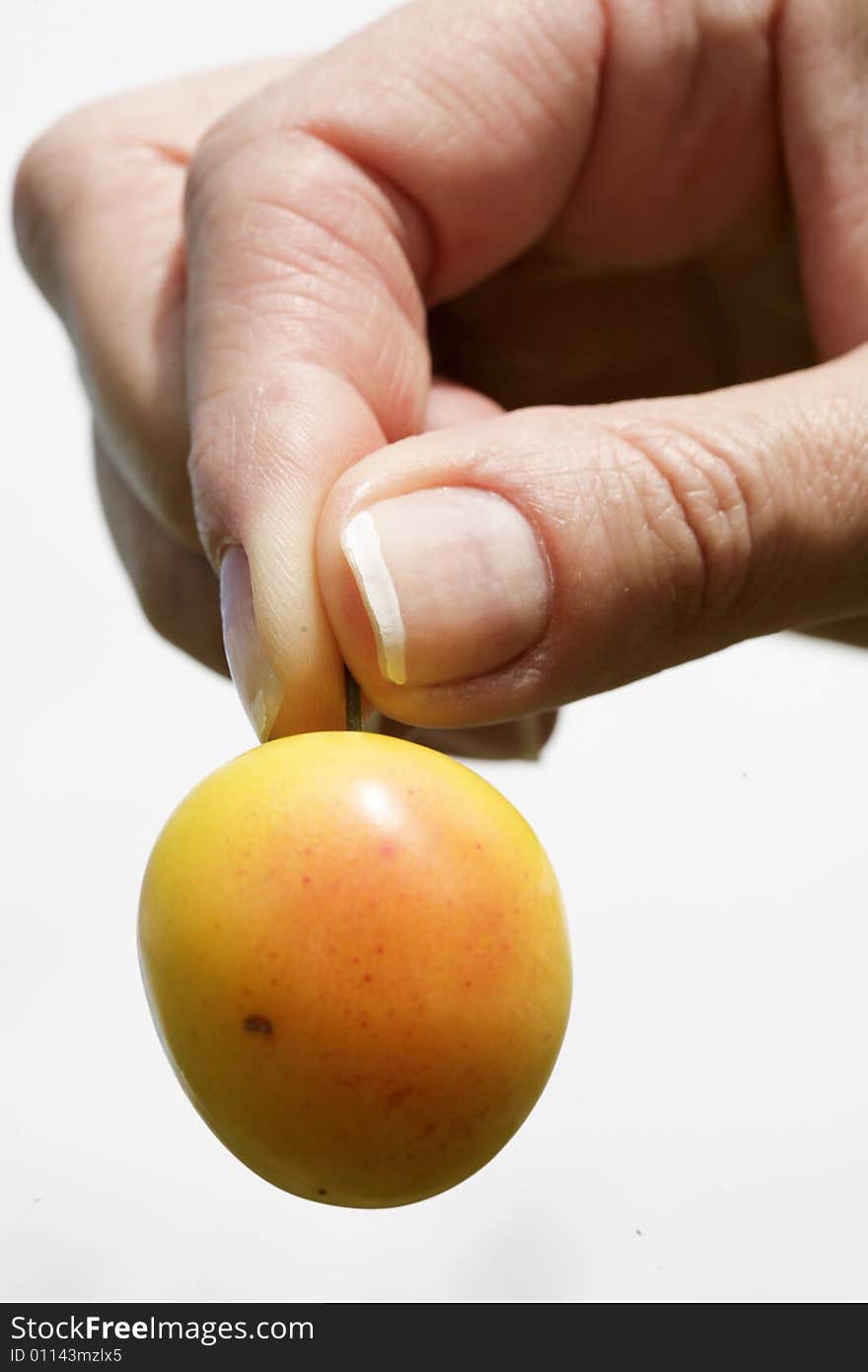 Yellow ripe plum in woman's hand. Yellow ripe plum in woman's hand