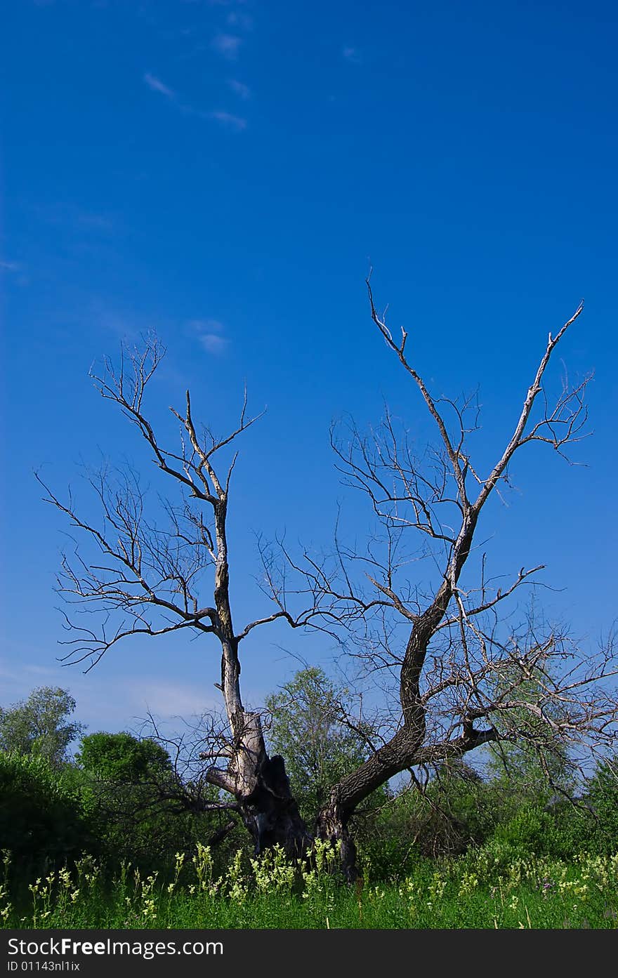 Dead (dry) knotty deciduous tree in the middle of green clearing. Dead (dry) knotty deciduous tree in the middle of green clearing