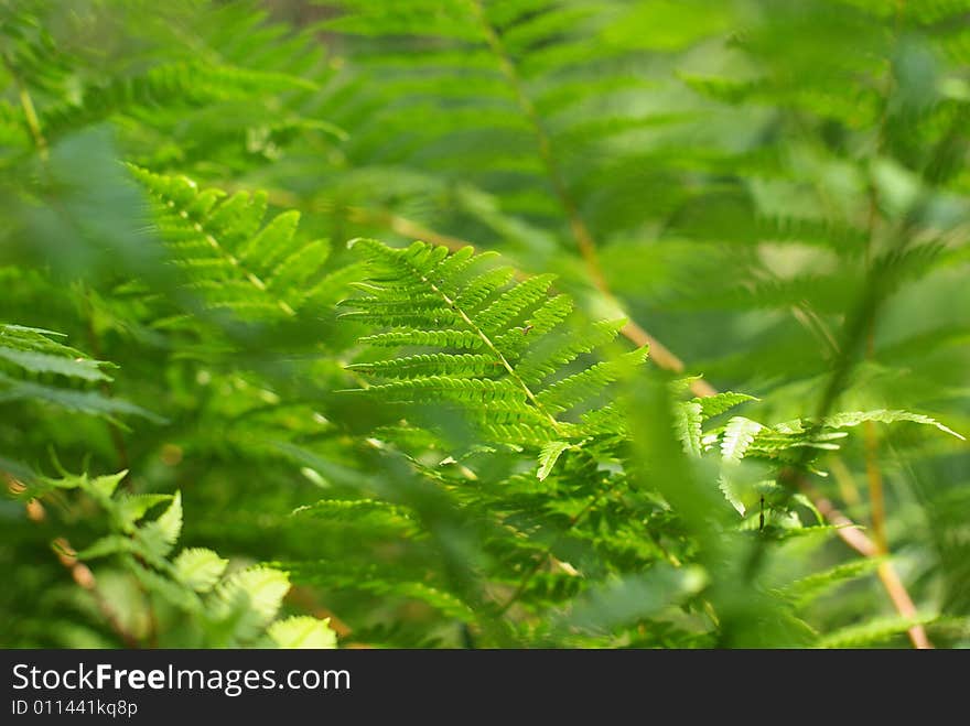 Green Fern