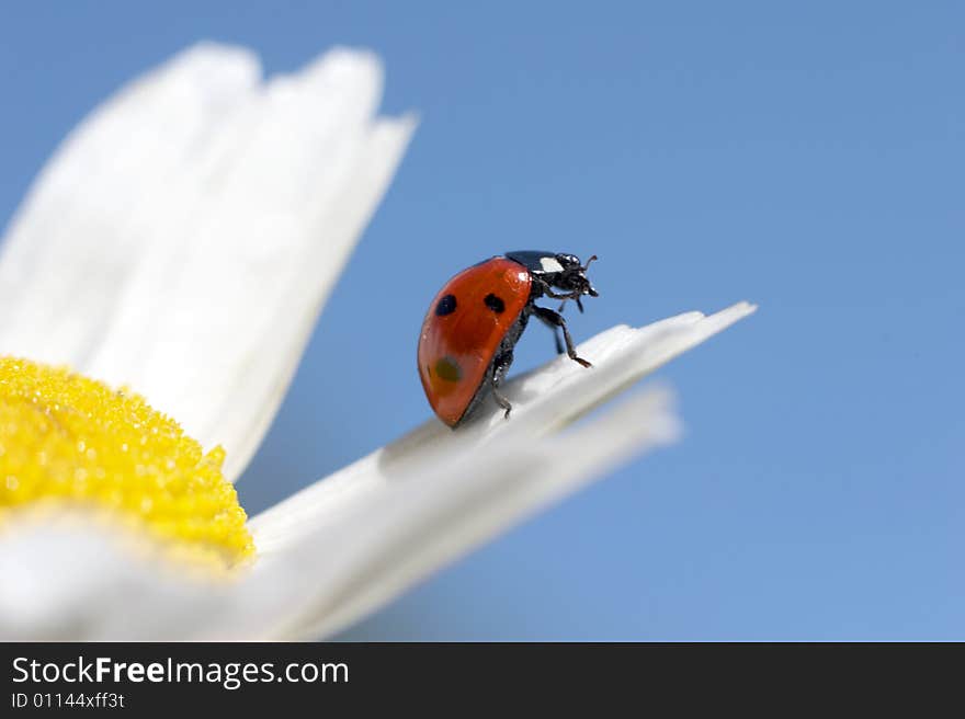 Ladybird sits on a petal of a camomile