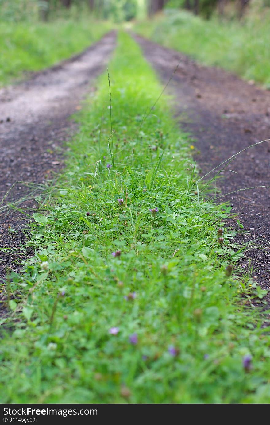 Road  in the forest