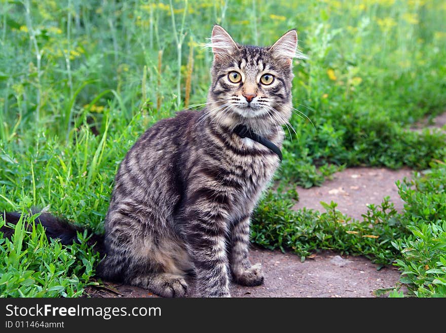 Gray striped cat on grass