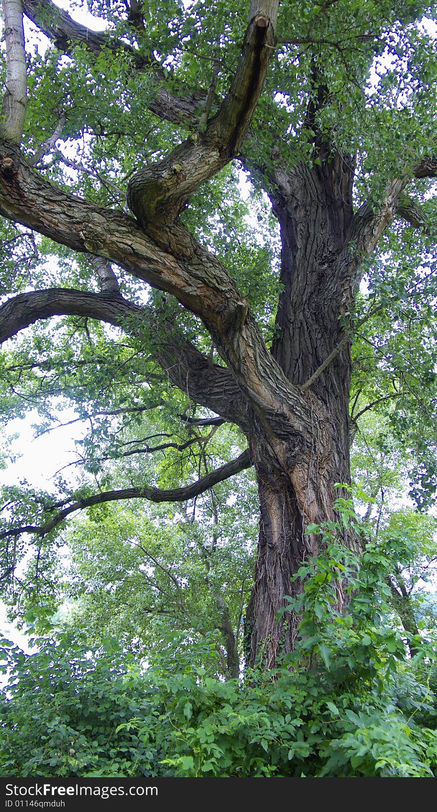 Underneath an old Poplar Tree. Underneath an old Poplar Tree