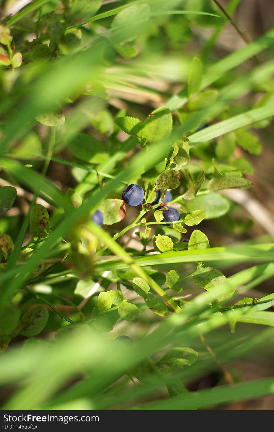 Bilberry