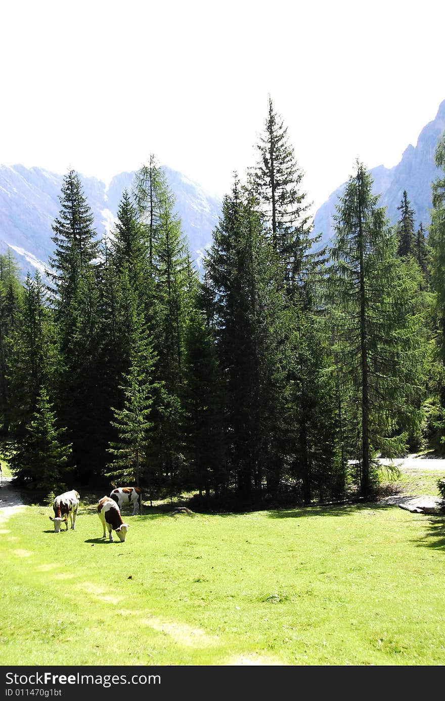 Dolomiti