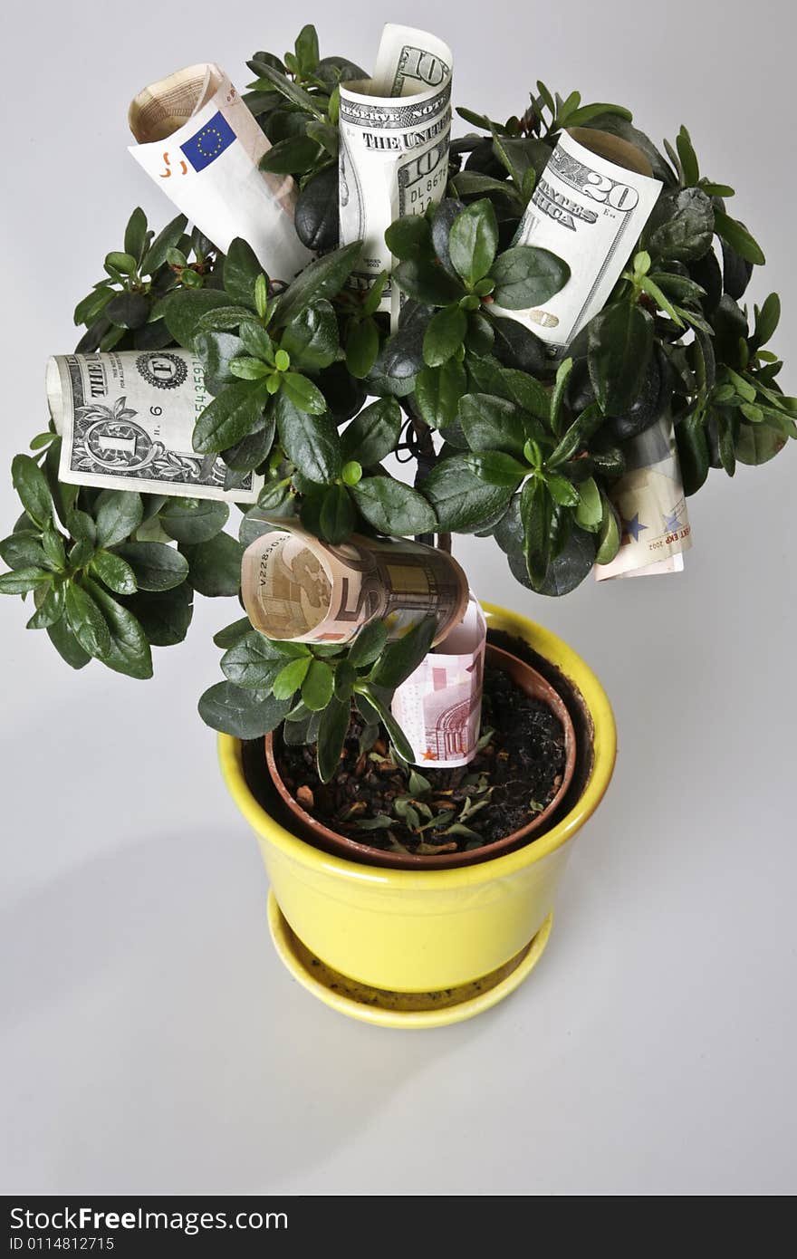 Money Tree