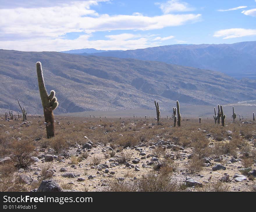 Landscape with cactusses