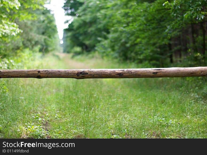 Road In The Forest