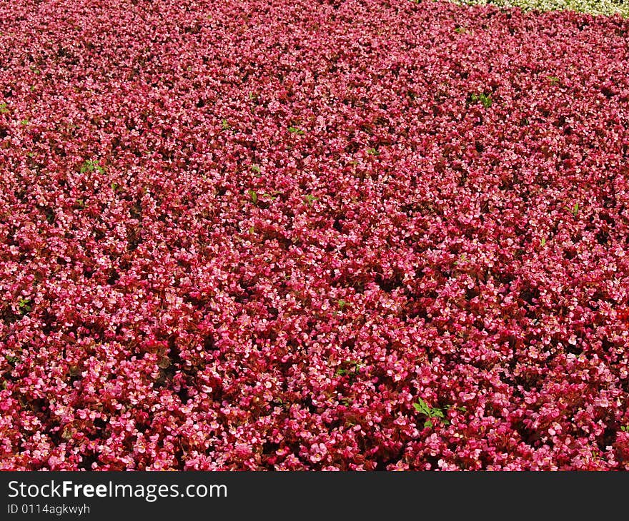 Purple field