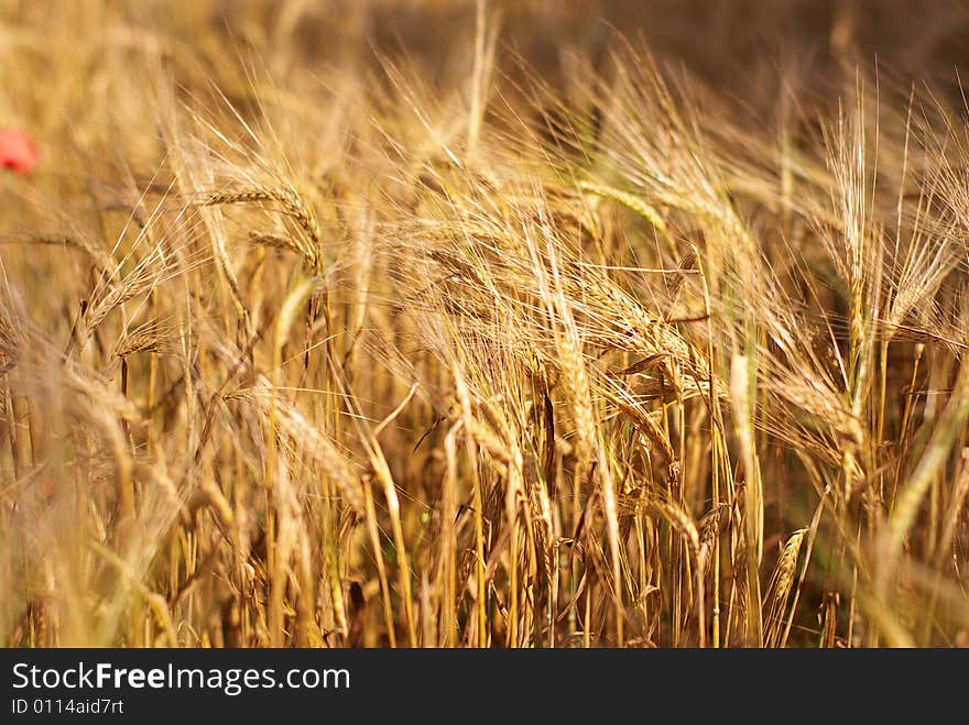 Golden Cereal in the summer sunshine, background. Golden Cereal in the summer sunshine, background