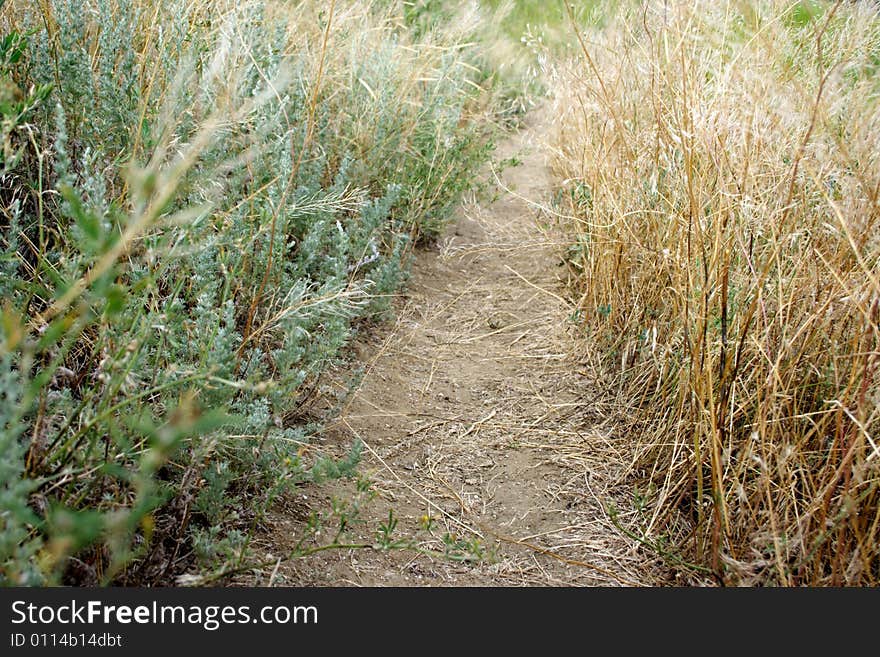 Path between herb green and yellow colour