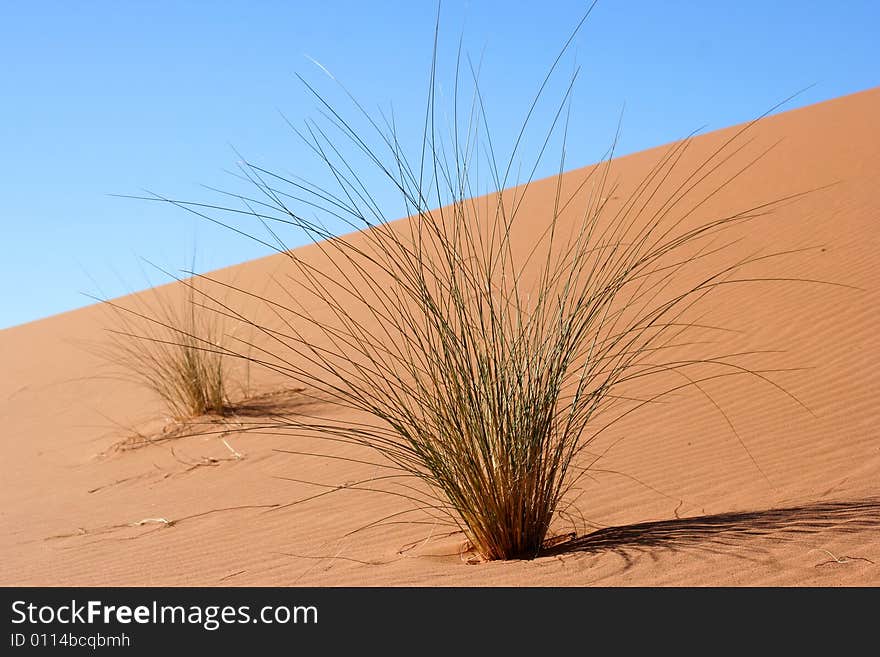 A bush isolated on a sand dune. A bush isolated on a sand dune.