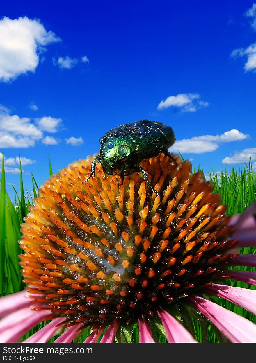 Green Bug Sitting On A Flower