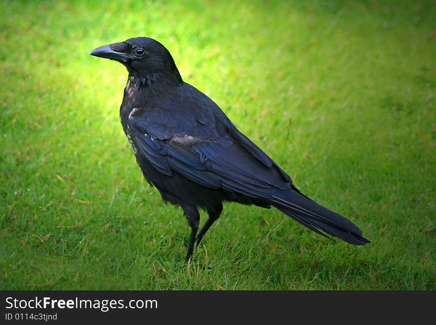 Crow