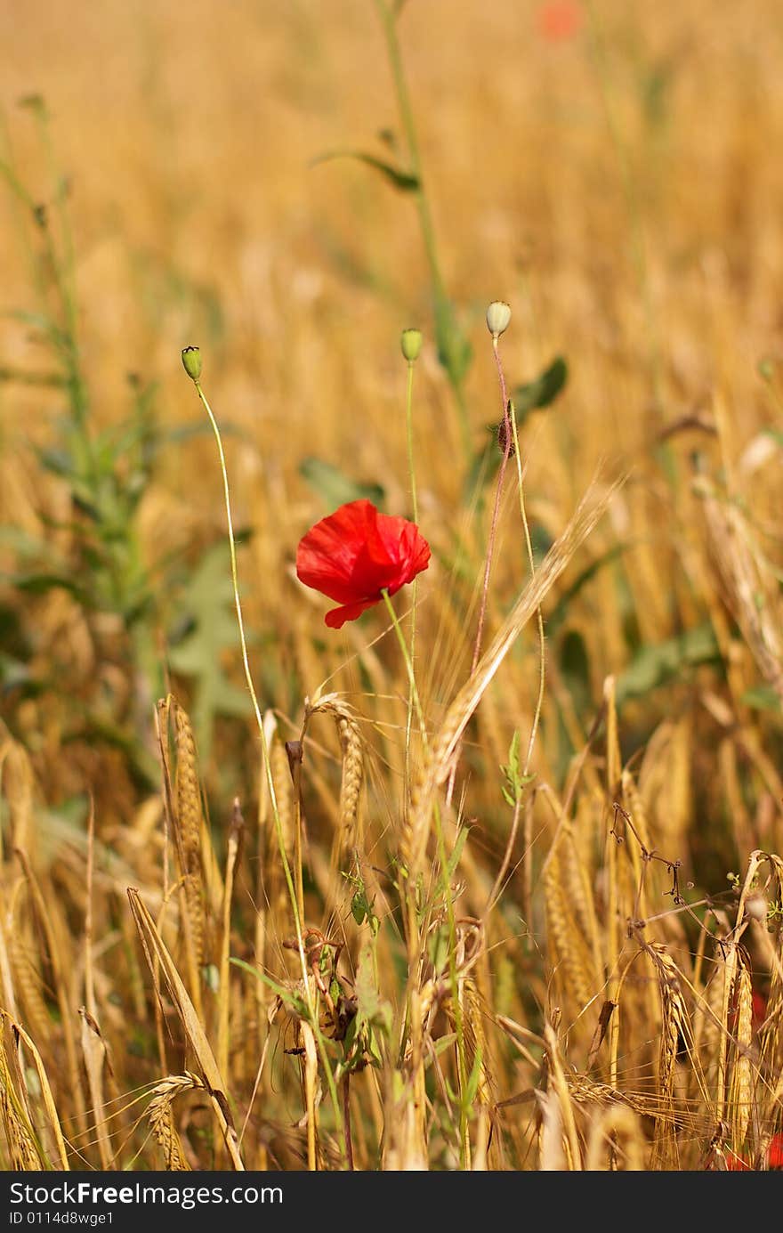 Poppy In The Cereal