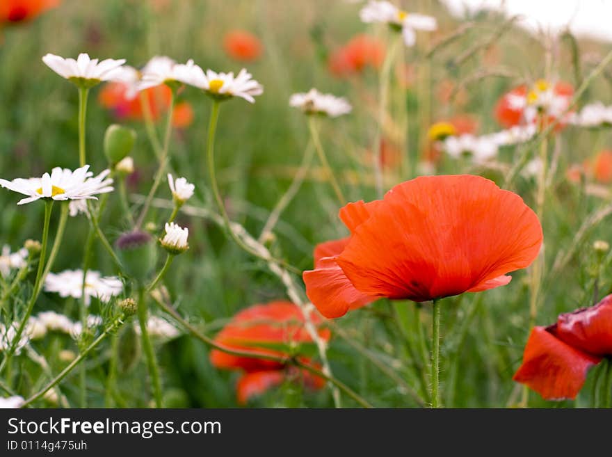 Chamomile And Poppies