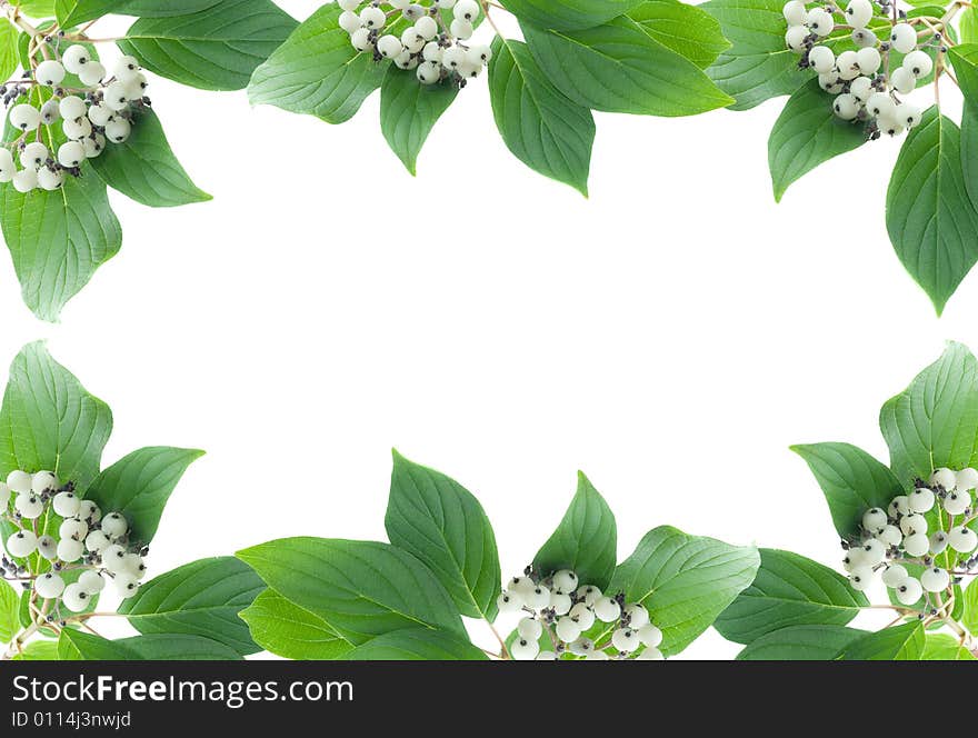 Green plant frame with berries over white background.