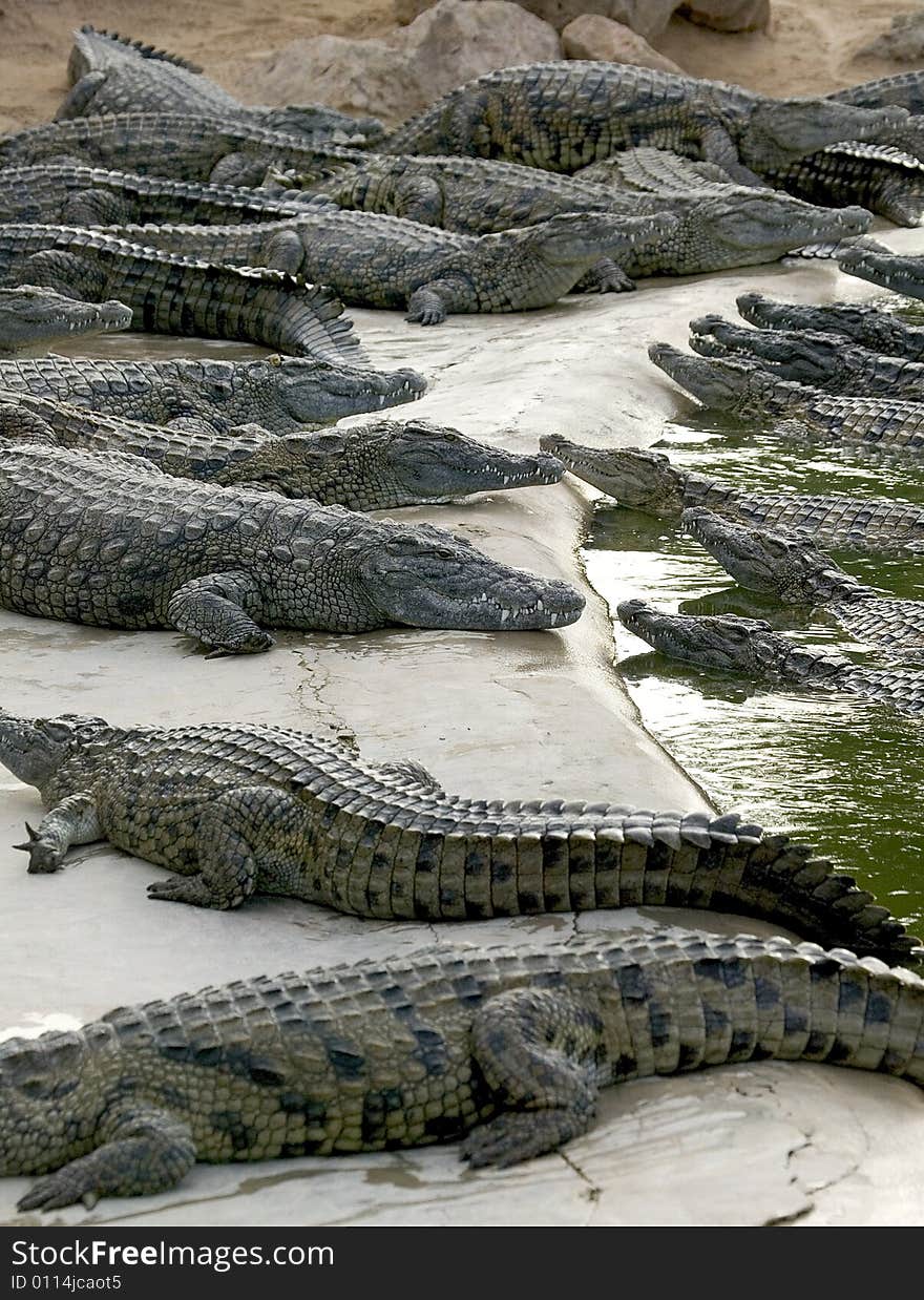 Crocodiles