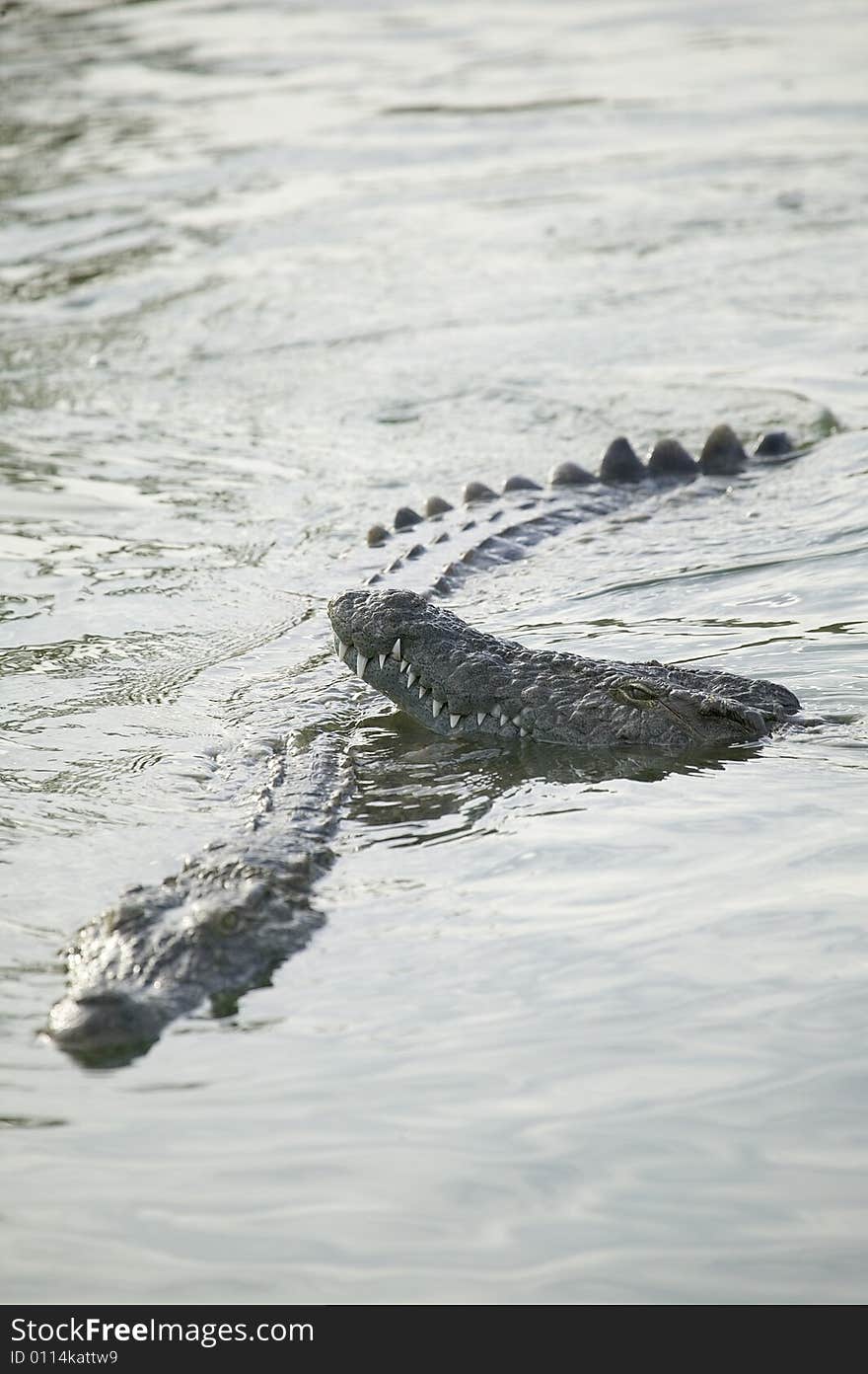 Crocodiles