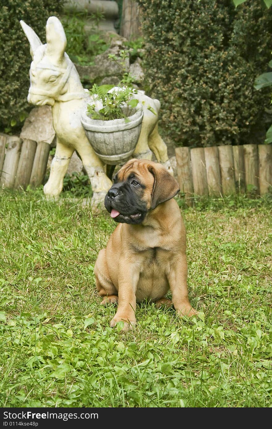 A bullmastiff puppy sitting in a garden. A bullmastiff puppy sitting in a garden.