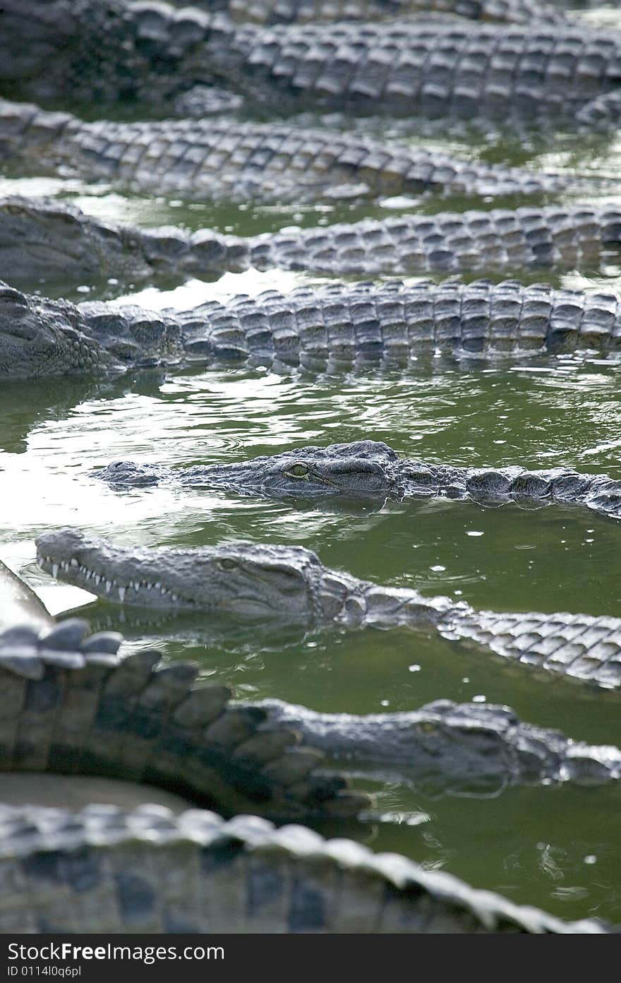 Crocodiles