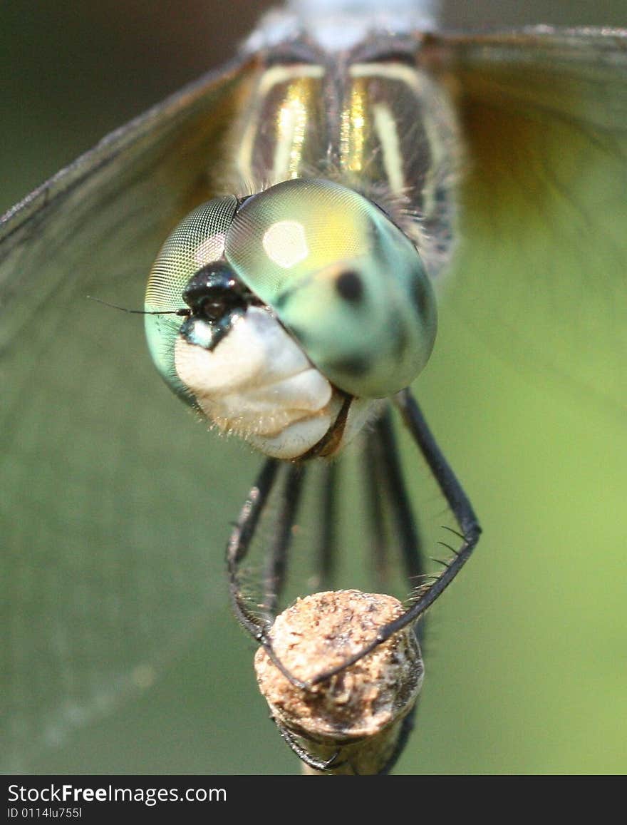 Closeup photo of a dragonfly perched on a twig.