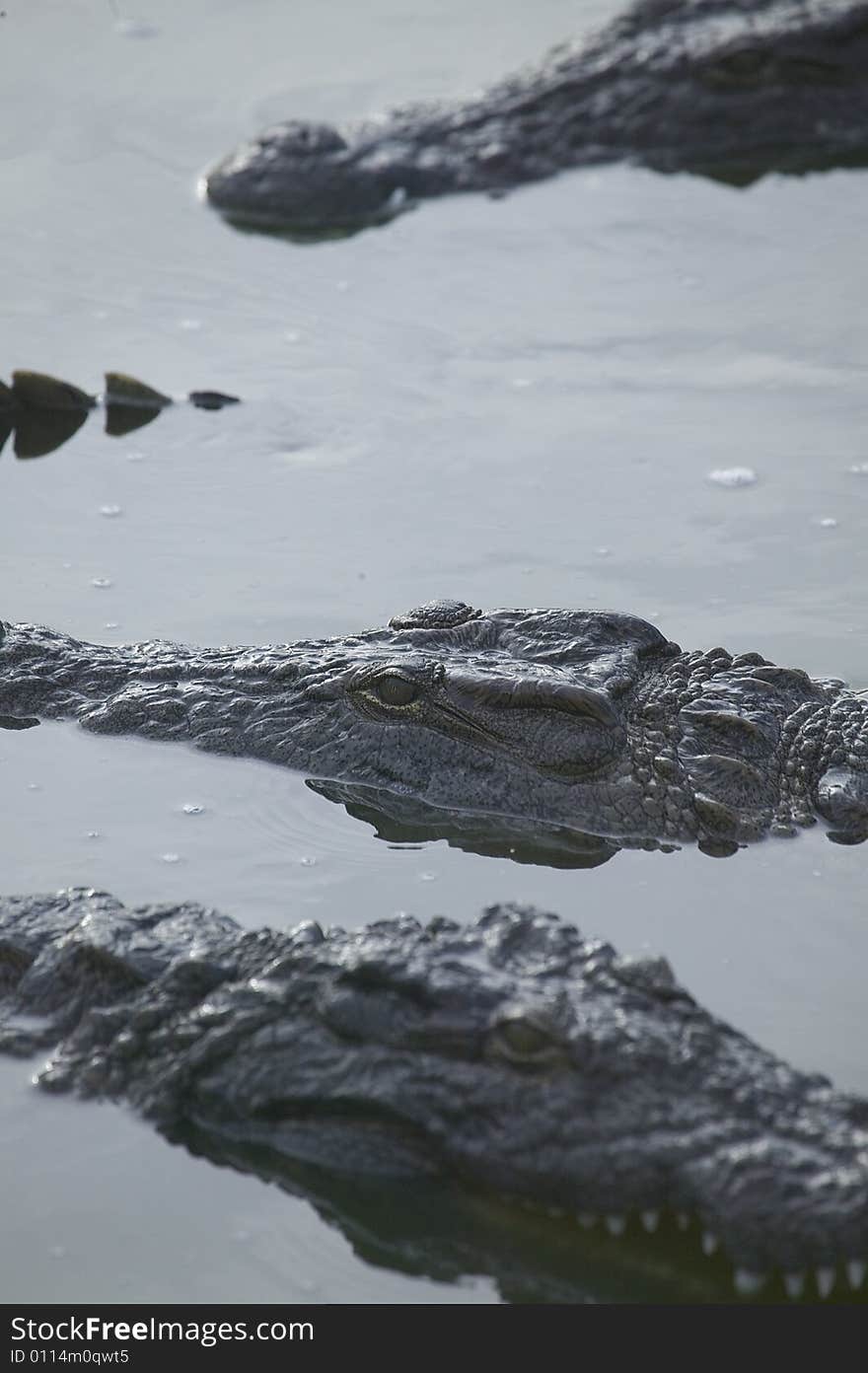 Crocodiles