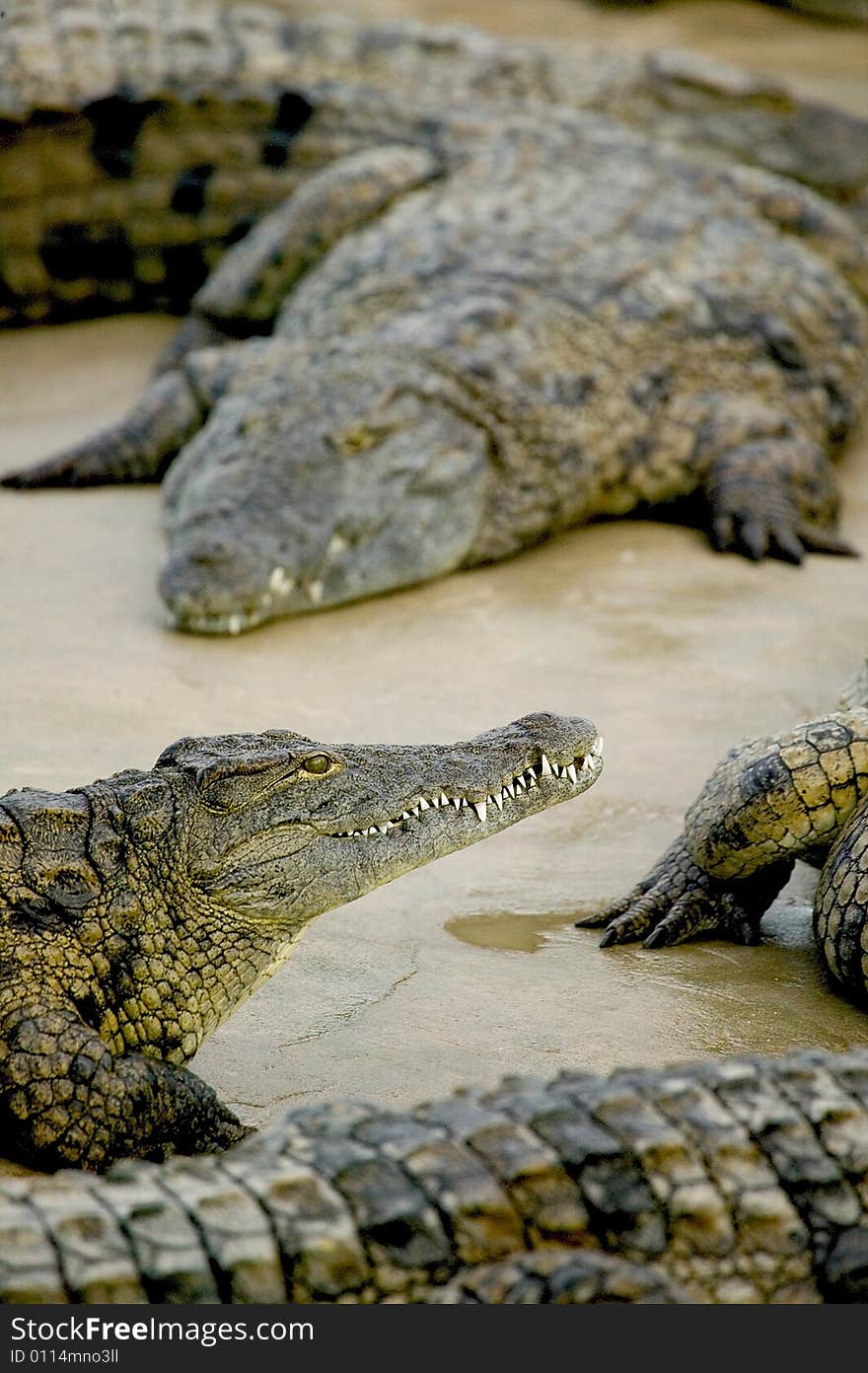 Crocodiles