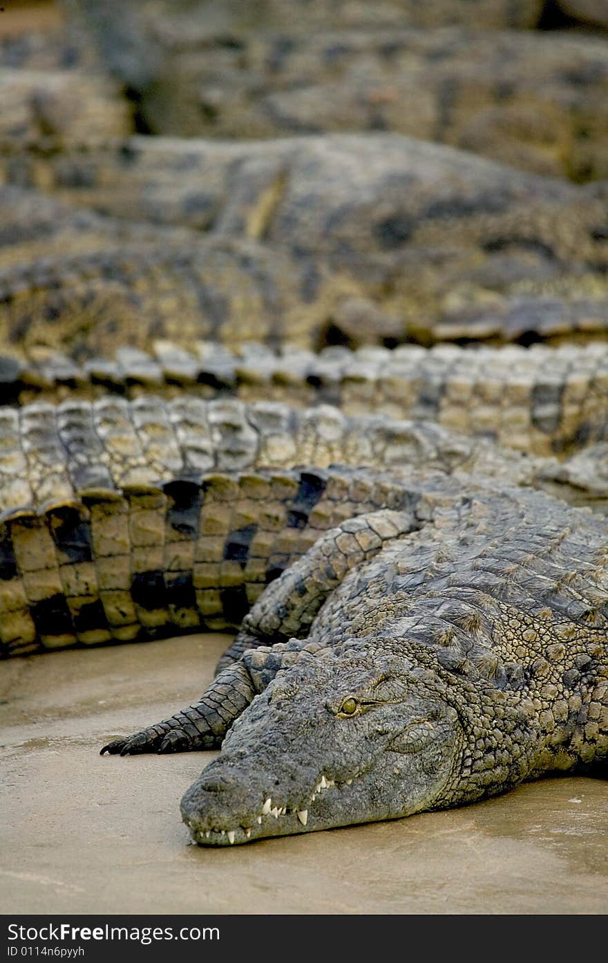 Crocodiles