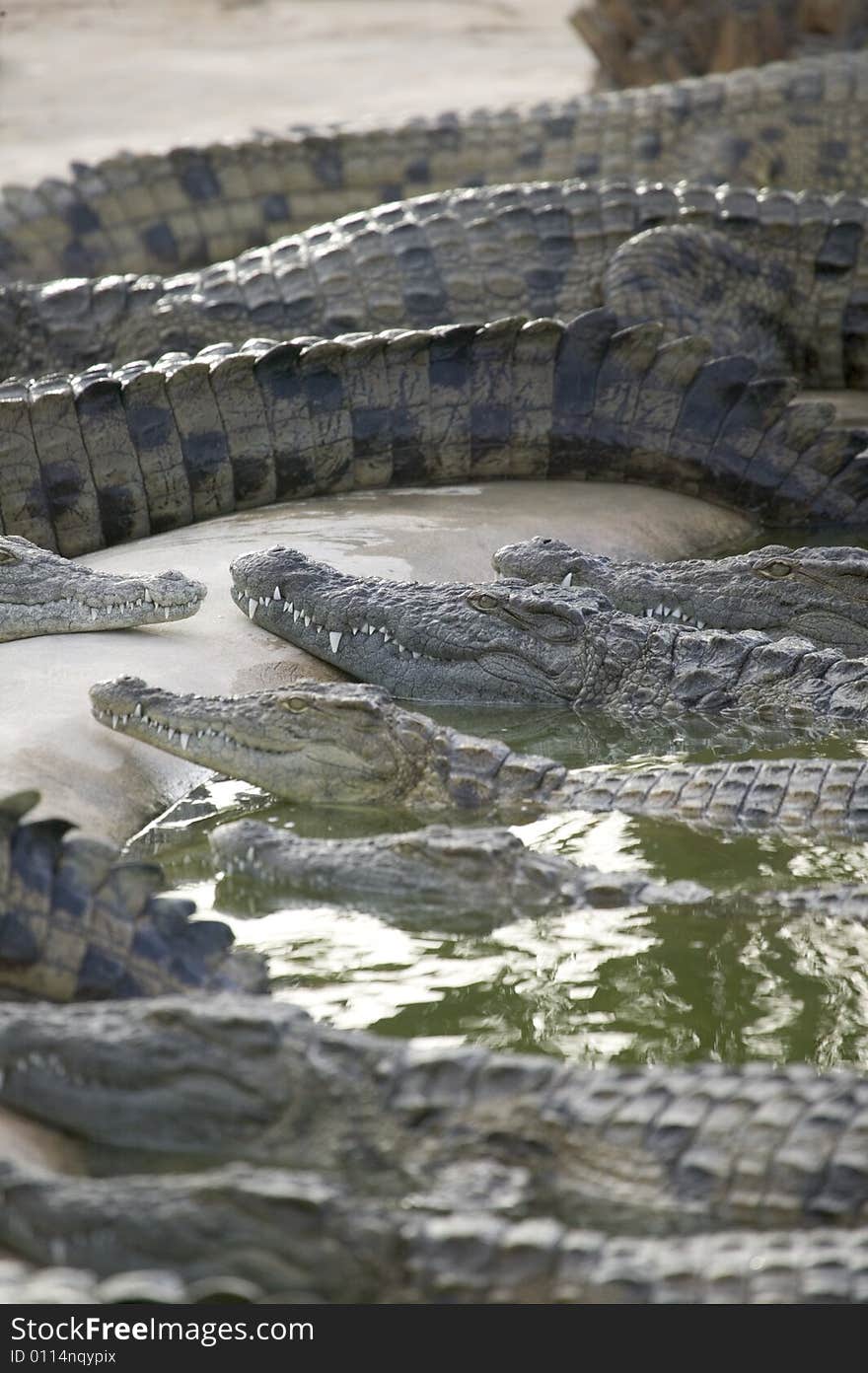 Crocodiles