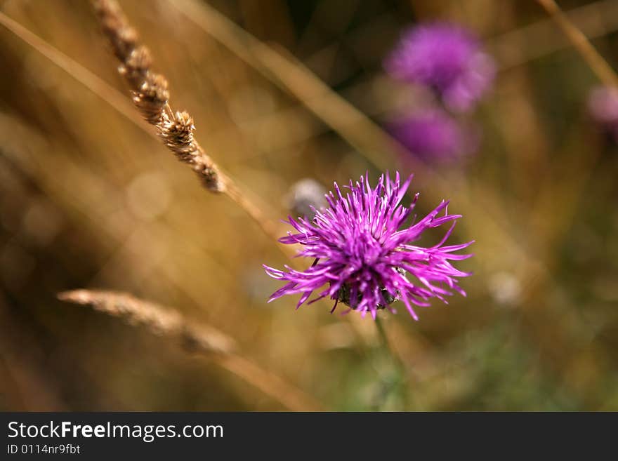 A purple thistle with a blurry background of blurry grass