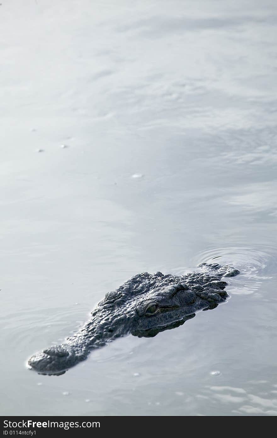 Crocodile