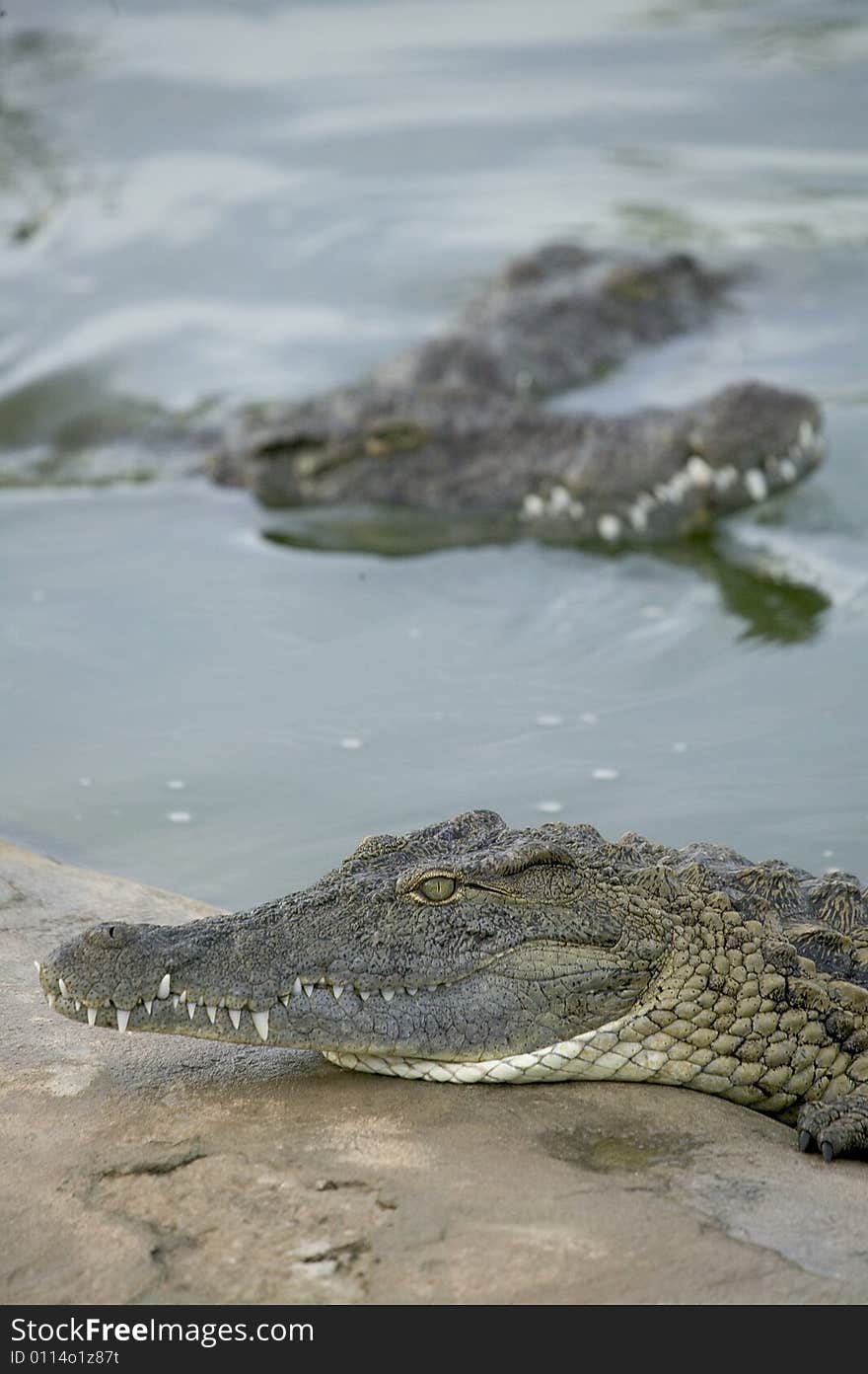 Crocodiles