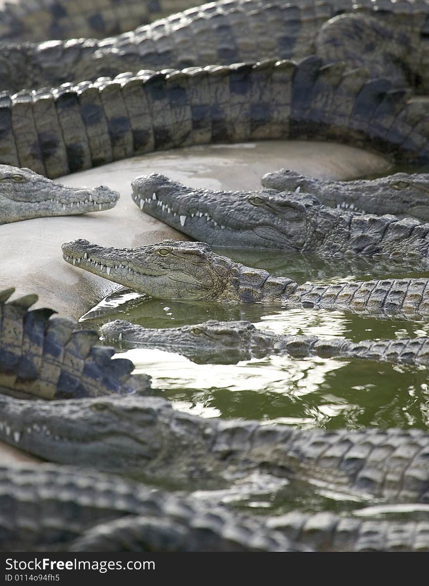 Crocodiles