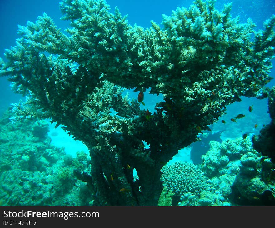 Corals in the form of heart