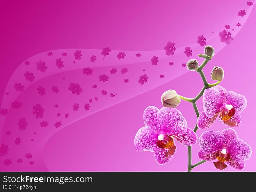 Close-up of a beautiful orchid against