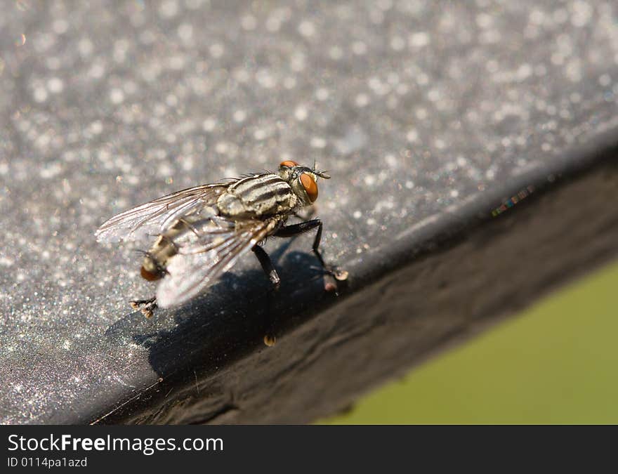 Close-up of Flesh Fly on porch rail cleaning its back legs.