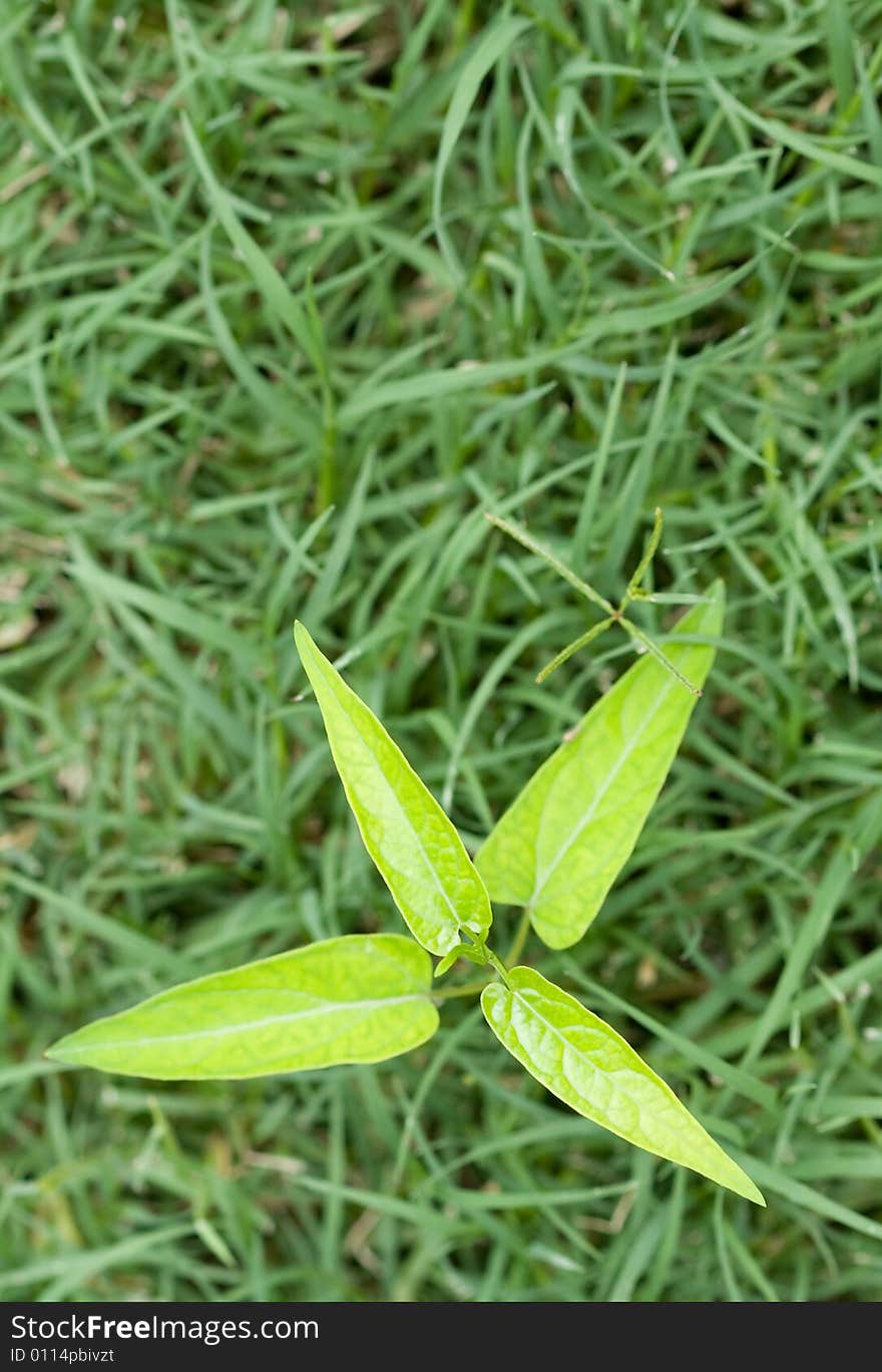 A young seedling grows in the green grass for background. A young seedling grows in the green grass for background