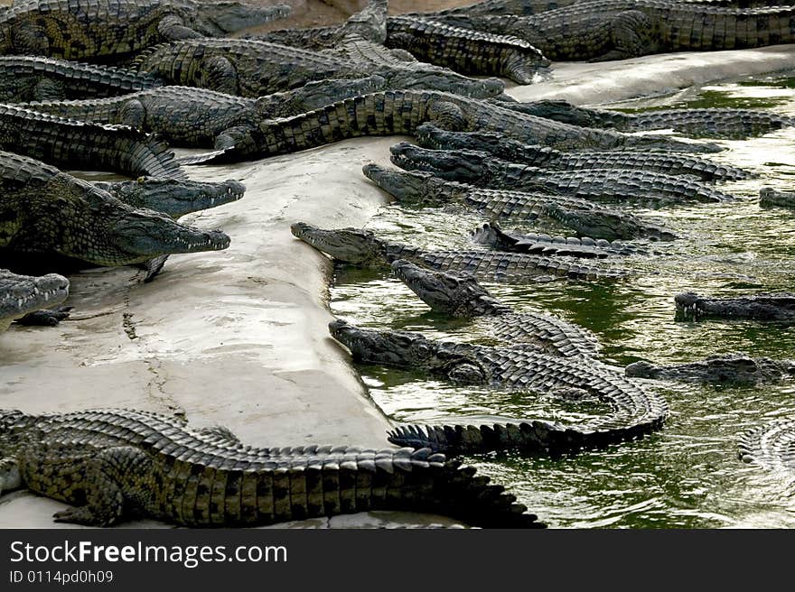 Crocodiles