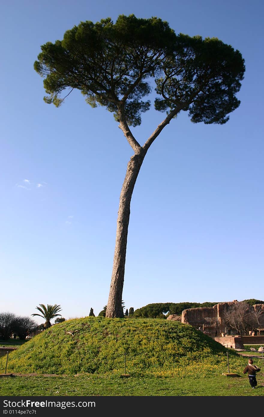 A large tree at the top of a small hill. A large tree at the top of a small hill.