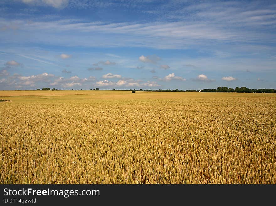 Wheat field in golden light with blue sky as background.