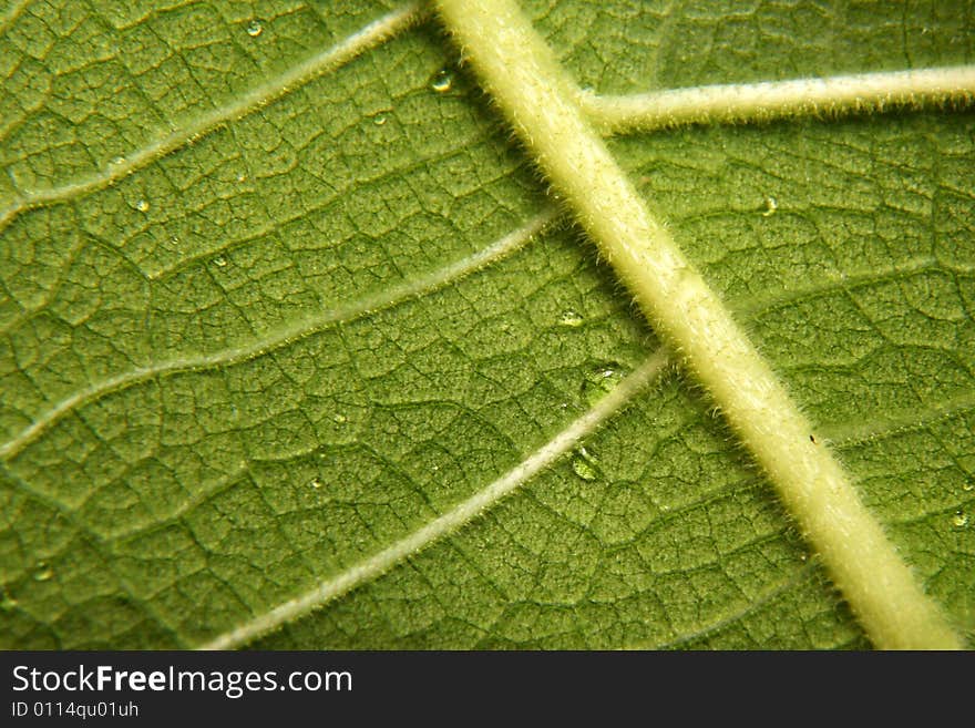 Leaf structure