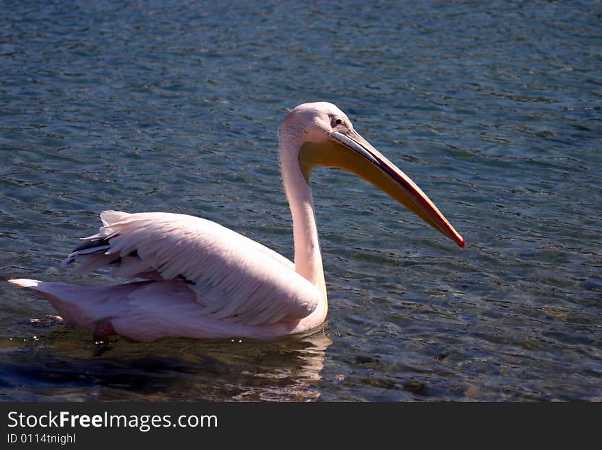 Mykonos Pelican