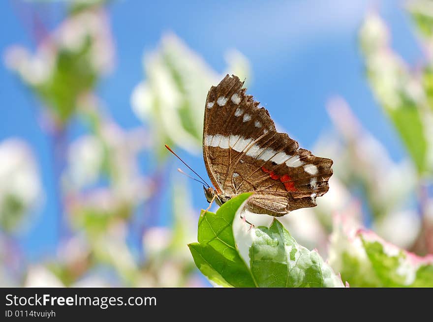 Single butterfly resting on a tree leaf