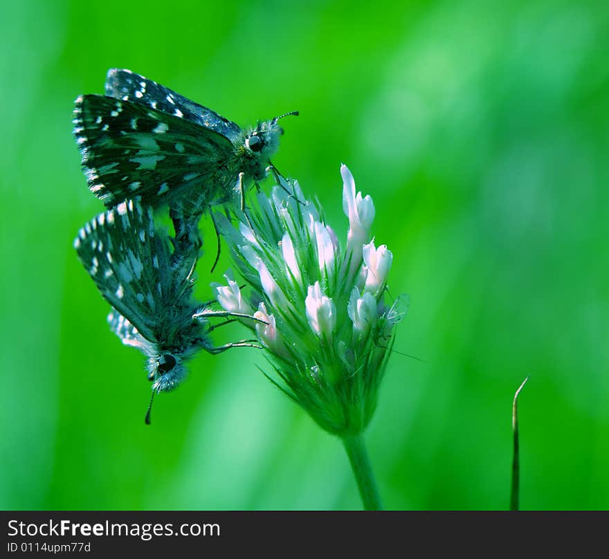 Two butterflies are engaged in love on a clover. Two butterflies are engaged in love on a clover