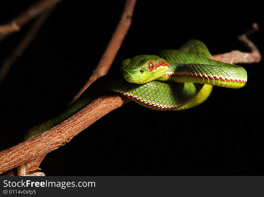 Image of green snake in the zoo.