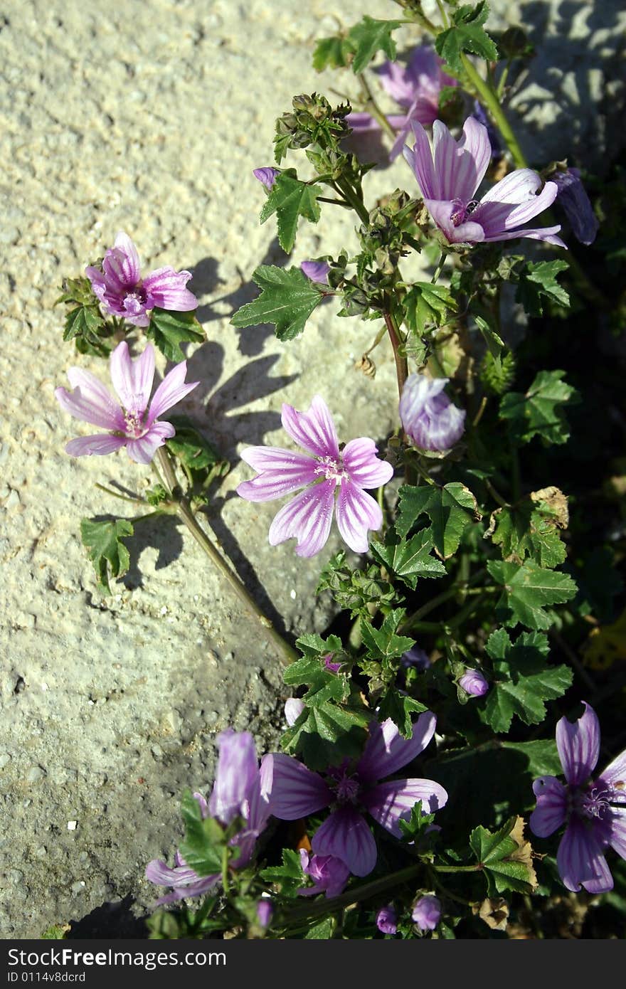 Purple flowers growing out of ancient ruins on Mykonos, a Greek Island.